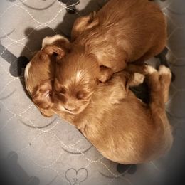 Cockapoo Puppies from Benji’s Cockapoos