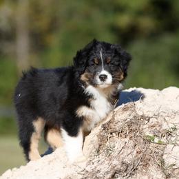 BTM1 - Black tri-color male Australian Shepherd puppy in Warm Springs, Georgia from Out West Aussies