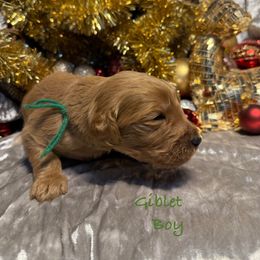 Giblet - Red  male Goldendoodle puppy in Rockville, Minnesota from Bracha Poodles & Doodles