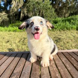 Cookie (Financing Available) - Blue merle and white female American Corgi puppy in Inverness, Florida from Canaan Farm Corgis