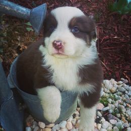 Australian Shepherd Puppies from Johnson Aussies
