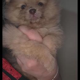 Aurora - Lavender female Pomeranian puppy in Santa Ana, California from Legacy Pomeranian of Orange County
