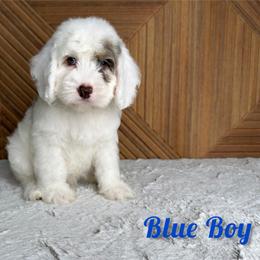 Blue Boy - Blue merle male Bernedoodle puppy in Modesto, California from Two Doods Doodles