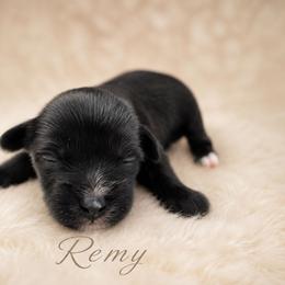 Remy - Black male Chinese Crested puppy in Ocala, Florida from Crestie Charm Cottage