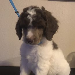 Poodle Puppies from 406 Poodles