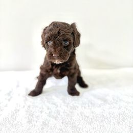 Mill - Chocolate male Goldendoodle puppy in Gilbert, Arizona from Sunny Doodles