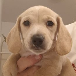 Vixen - Cream male Dachshund puppy in Pahrump, Nevada from Heaven Sent Doxies