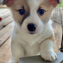 Pembroke Welsh Corgi Puppies from Grit Phillips
