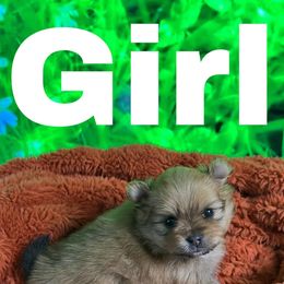 Pomeranians from Pomeranian Puppy Love