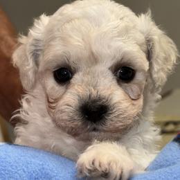 Puppy - White female Bichon Frise puppy in Greenville, South Carolina from Almaza Bichons