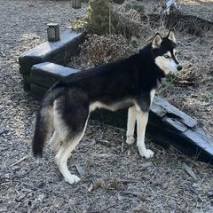 Darko - Siberian Husky