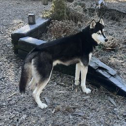 Darko - Siberian Husky