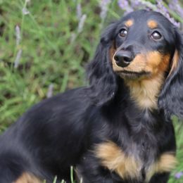 Dachshunds from Falcos Run