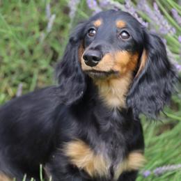 Dachshunds from Falcos Run