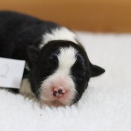AKC Grand Champion Sired (BF2) - Black female Border Collie puppy in Noble, Oklahoma from CheckItOut Border Collies