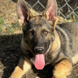 Boy 1 - Sable German Shepherd puppy in Little Rock, Arkansas from Vom Gonza German Shepherds