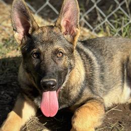 Boy 1 - Sable German Shepherd puppy in Little Rock, Arkansas from Vom Gonza German Shepherds