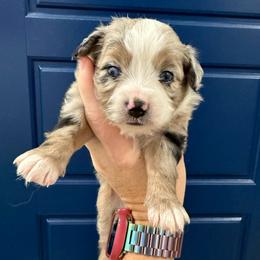 Bandit - Blue merle male Toy Australian Shepherd puppy in Caddo Mills, Texas from R & W Aussies