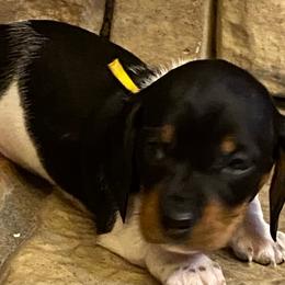 CAMI - Piebald female Dachshund puppy in Elizabethtown, Kentucky from Teeny Tiny Puppy Tails
