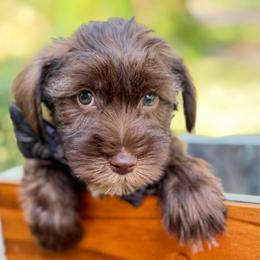 AKC Purple Boy Liver coat - Liver male Miniature Schnauzer puppy in Temple, Texas from Schnauzers Of Taylor