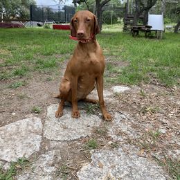 Roxy - Vizsla