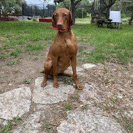 Roxy - Vizsla