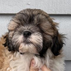 Shichon puppies from Mad Hatter Farm