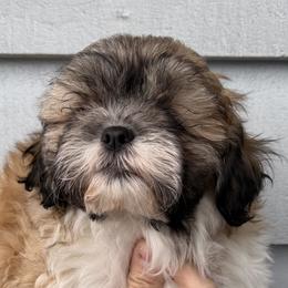 Shichon puppies from Mad Hatter Farm