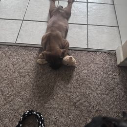 Cane Corso Puppies from AK&J Kentucky Corsos