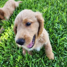 Goldendoodle Puppies from Costa's Curly Canines