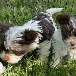 Biewer Terriers from Dillard’s Dawgs