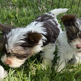 Biewer Terriers from Dillard’s Dawgs
