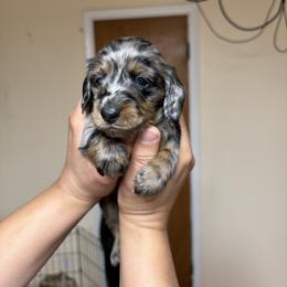 Dachshund Puppies from Americas Wiener Farm