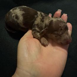 Emaline - Dapple female Dachshund puppy in Glen Saint Mary, Florida from 🍯 Honey Pot Dachshunds 🐾