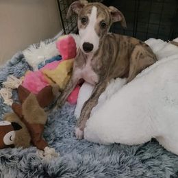 Lurcher and Whippet Puppies from River Valley Canines