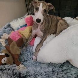 Lurcher and Whippet Puppies from River Valley Canines