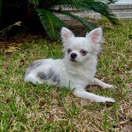 Kash - Chihuahua