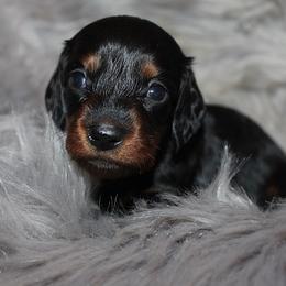 Girl 2 - Black and tan female Dachshund puppy in Craig, Colorado from Rocky Mountain Shih Tzus and Dry Creek Miniature Dachshunds