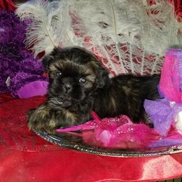 Shih Tzu Puppies from Cutie Pie Shih Tzu