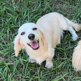 Pearl - Dachshund