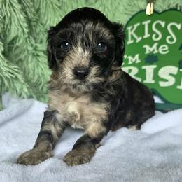 Ross ( red collar) - Black and tan male Schnoodle puppy in Novinger, Missouri from Stormi Sky Schnoodles