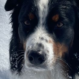 Jester - Australian Shepherd