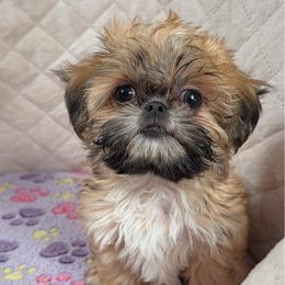 Krypto - Gold and white male Shih Tzu puppy in Orange, California from Shih Tzu Hauz