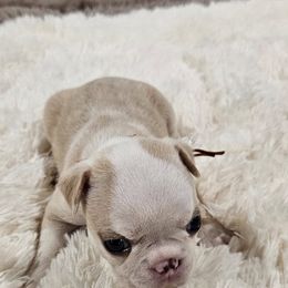 Orange Collar Girl - Seal and white female Boston Terrier puppy in Long Lane, Missouri from Tellier's AKC Boston Terriers Missouri