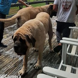 Boomer - Mastiff