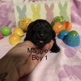 Male 1 - Black male Labrador Retriever puppy in Wittmann, Arizona from AM Labradors