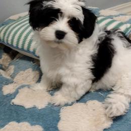 Coton de Tulear Puppies from Coton Country