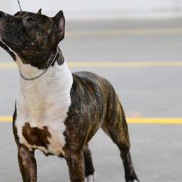 American Pit Bull Terriers and American Staffordshire Terriers from AptiBull Terriers