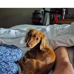 Liberty - Dachshund