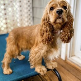 Cocker Spaniel puppies from DAKOTA DOOD RANCH
